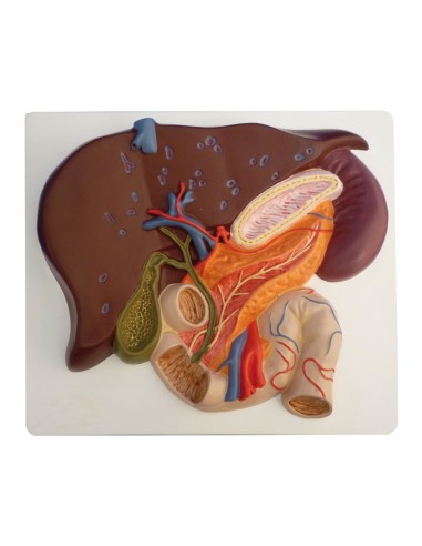 Liver with gallbladder, pancreas, and duodenum Erler Zimmer K440