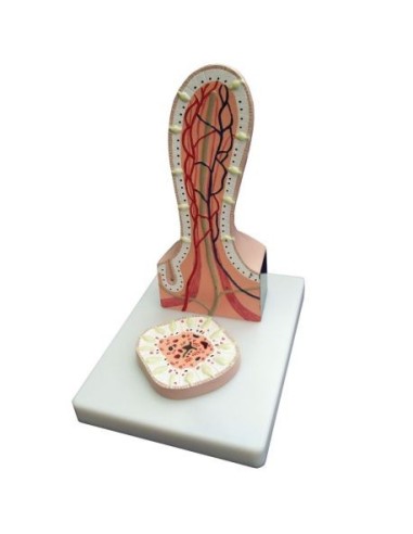 Erler Zimmer, Section of the Enlarged Intestinal Villus K490