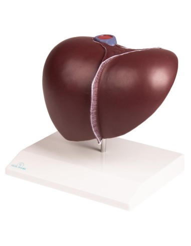 Anatomical model of Liver with Gallbladder Erler Zimmer K325