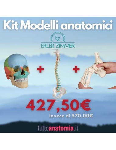 Kit de cráneo coloreado de 22 piezas + Columna vertebral + Pie de montaje elástico