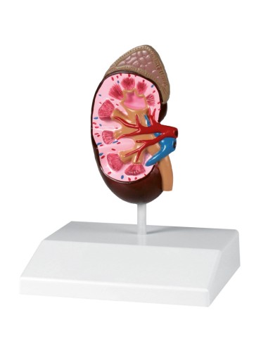 Anatomical model of full-size kidney Erler Zimmer K212