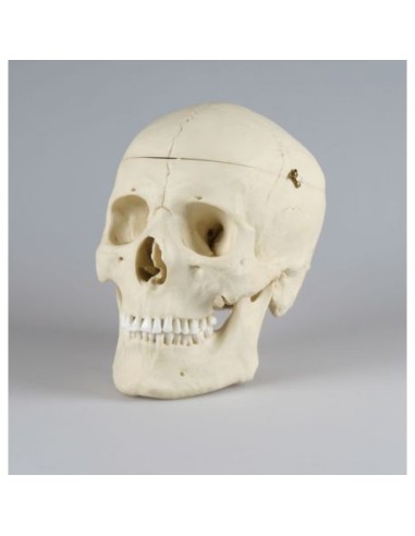 Erler Zimmer, luxury anatomical model of male classical skull 4710