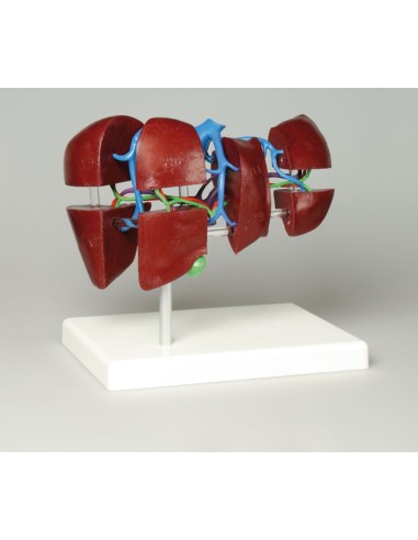 Liver model in segments Erler Zimmer K79