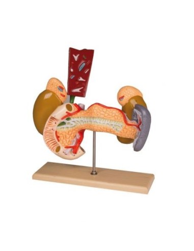 Erler Zimmer, internal organs of the digestive system W42509