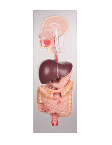 Model of digestive system, in 5 parts EZ K221