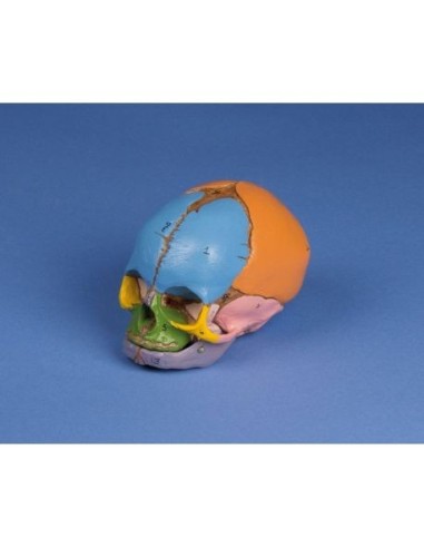 Erler Zimmer, anatomical model of colored fetus skull (38 weeks) 4518