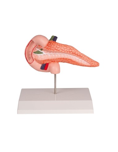 Model of pancreas and duodenum EZ K222