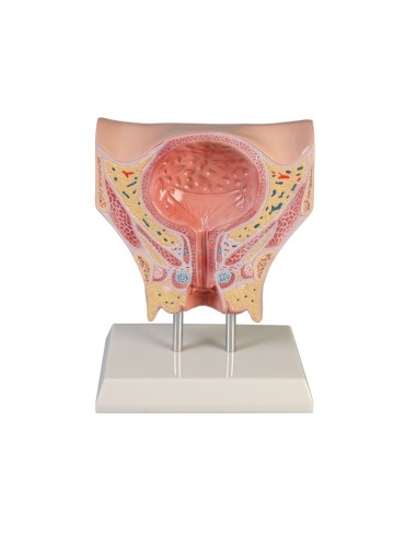 Anatomical model of female bladder Erler Zimmer K245