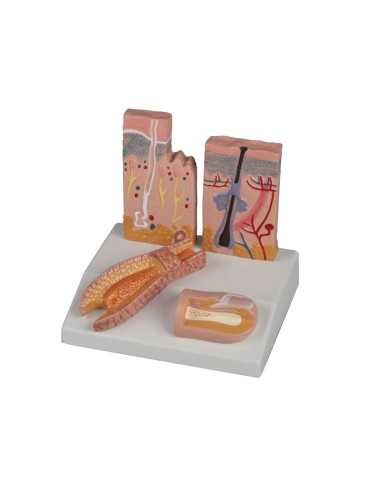 Anatomical model of skin, hair, and nails Erler Zimmer J214