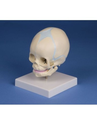 Erler Zimmer, anatomical model of fetal skull, on easel 4519