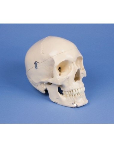 Erler Zimmer, anatomical skull model for dentistry and orthodontics in 4 parts 4513