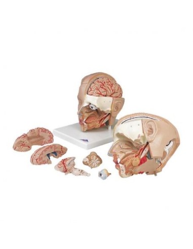 3B Scientific, six-part anatomical head model, based on C09/1