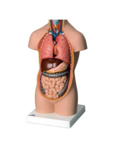 3B Científico, mini torso humano sin cabeza, descomponible en 9 partes B20