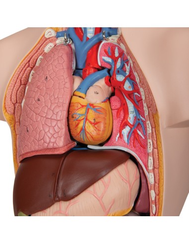 3B Scientific, anatomical model of mini human torso, decomposable into 12 parts B22