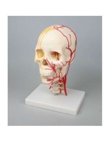 Erler Zimmer, anatomical model of neurovascular skull 4516