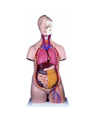 3B Scientific, Anatomical model of standard torso, sexless, decomposable into 12 parts B09