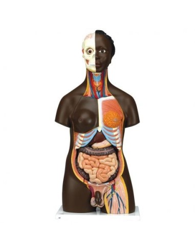 3B Scientific, Torso Africano bisessuato, scomponibile in 24 parti B37