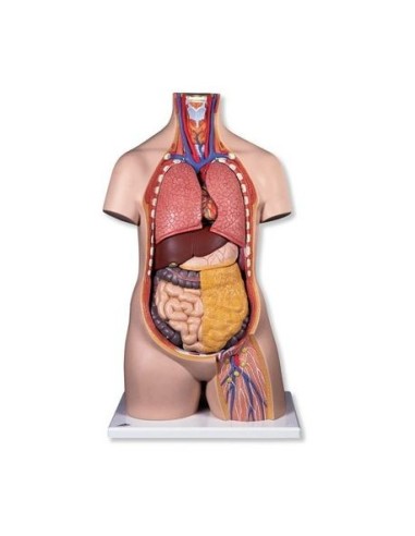 3B Scientific, Standard sexless, 10-part decomposable torso B09/1