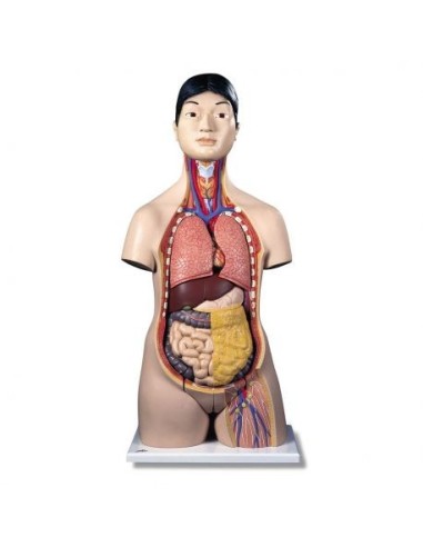 3B Scientific, Japanese bisexual torso, decomposable into 18 parts B32/4