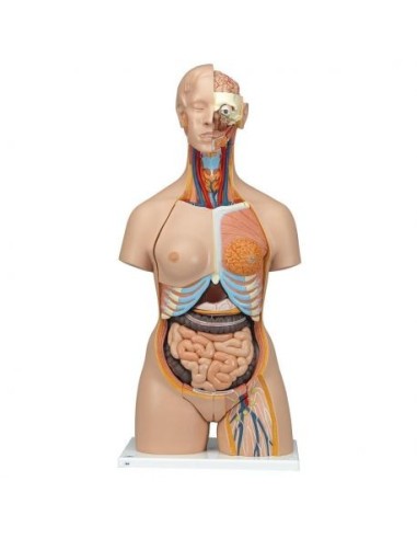 3B Scientific, Torso bisessuato, modello di lusso, con schiena aperta, in 28 parti B35