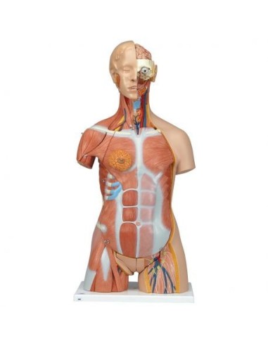 3B Scientific, Bisexual torso, luxury model, with open back, in 31 parts B40