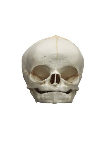 Modello anatomico di cranio di feto bianco di 40 settimane Erler Zimmer 4745