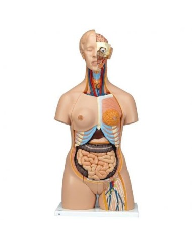 3B Scientific, Torso bisessuato, modello di lusso, scomponibile in 24 parti B30