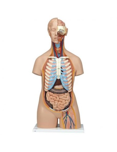 3B Scientific, Standard sexless torso with open back, decomposable into 21 parts B17