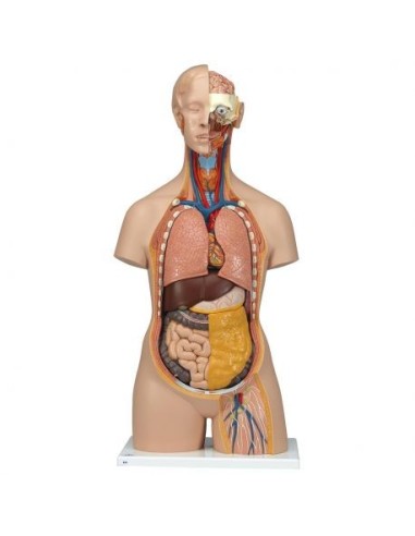 3B Científico, Torso estándar, sin sexo, con espalda abierta, descomponible en 18 partes B19