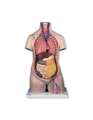 3B Scientific, Standard torso, sexless, decomposable into 11 parts B12