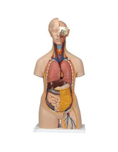 3B Científico, Torso estándar, sin sexo, descomponible en 14 partes B13