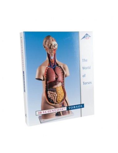 3B Scientific, Torso, guide didattiche 3B B01