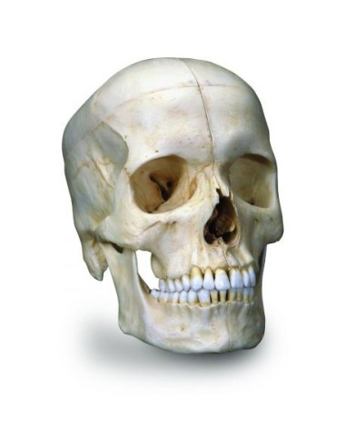 3B Scientific Cranium BONElike™ A281