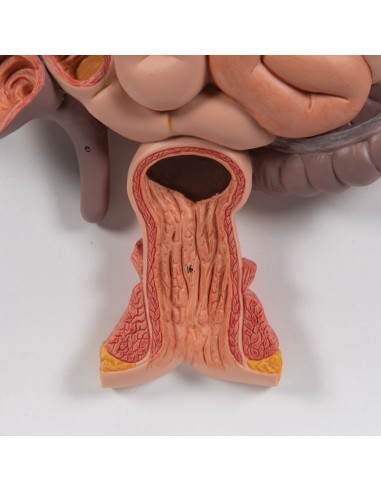 Digestive system in 3 parts - 3B Scientific K21