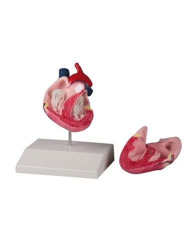 Life-size dog heart Erler Zimmer VET1250