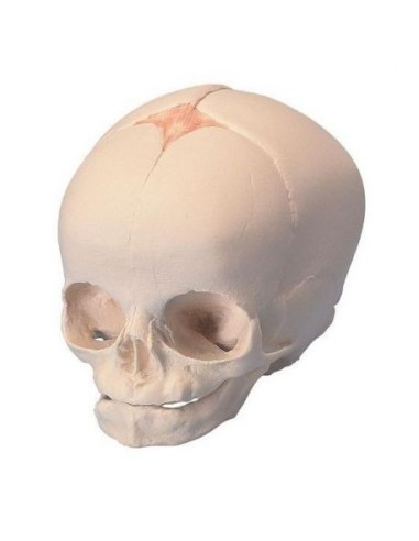 Anatomical model of fetal skull A25 3B Scientific