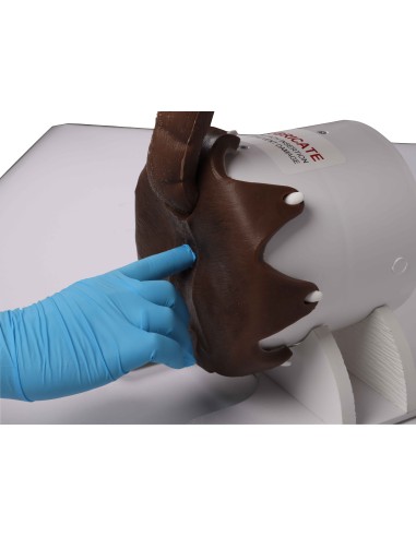 Simulateur de toucher rectal pour chien - Erler Zimmer VET4650