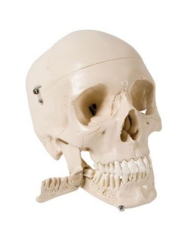 3B scientific. Decomposable skull with removable teeth, in 4 parts W10532