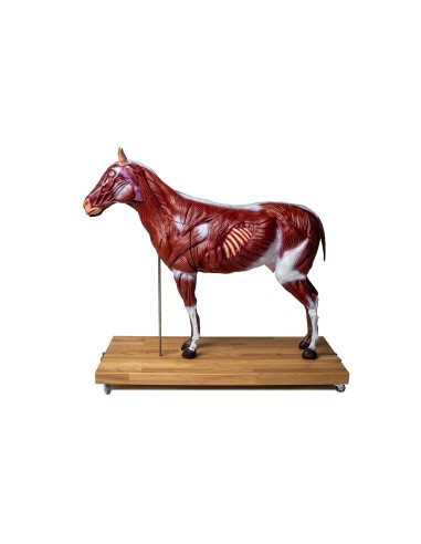 Horse (mare) model, in 16 parts, 1/3 life-size VET3330