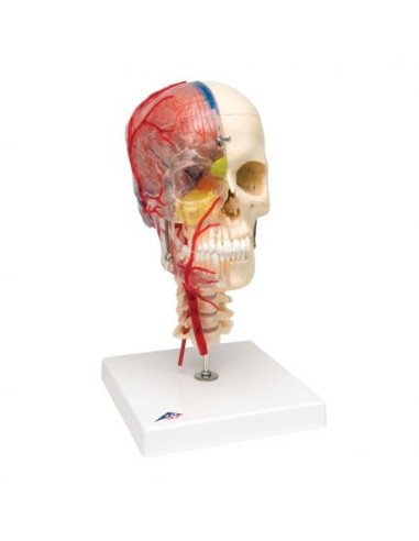 3B scientific, luxury educational skull BONElike™A283