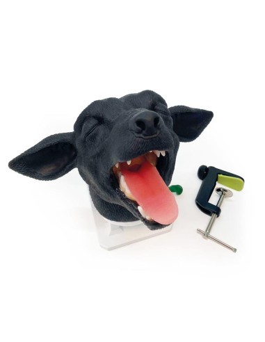 Dog head for practical simulation of intubation VET4600