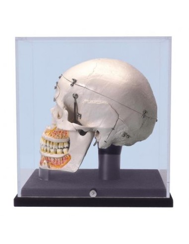 3B Scientific skull, luxury model, for demonstration, with display case A27/9