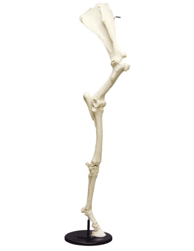 Front horse leg with scapula, movable, on stand VET4370