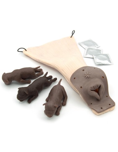 Birth Module for Gynecological Training Dog Simulator Erler Zimmer VET5020