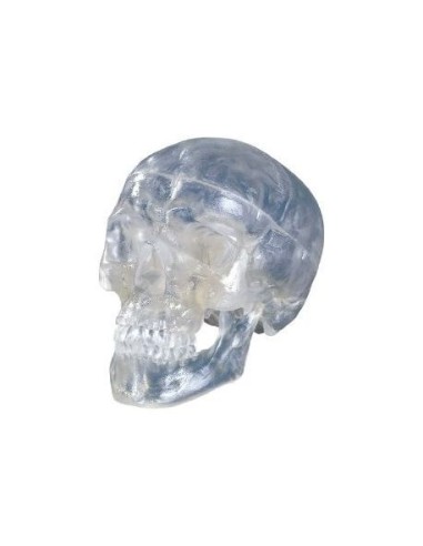 Transparent classical skull, decomposable into 3 parts, anatomical model 3B Scientific A20/T