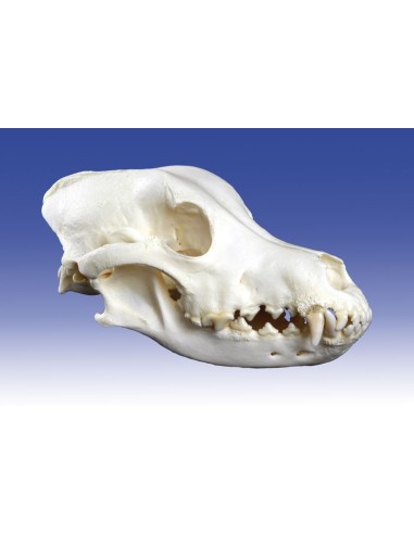 Dog skull, large (replica) - Erler Zimmer VET3085