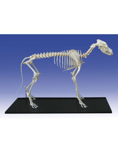 Dog skeleton, large, assembled - Erler Zimmer VET3050