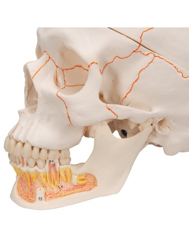 3B Scientific, anatomical model of Classical teaching skull with open jaw A22