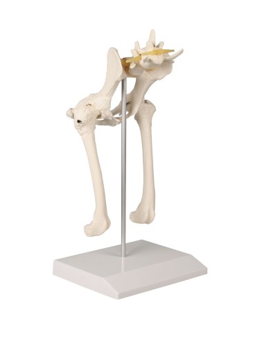 Dog hip joint skeleton, full size - Erler Zimmer VET1060