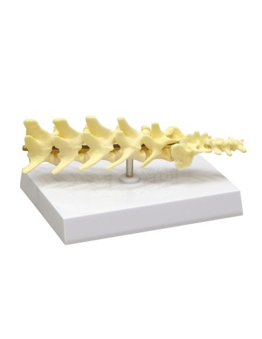 Dog spine skeleton, life-size - Erler Zimmer VET1080